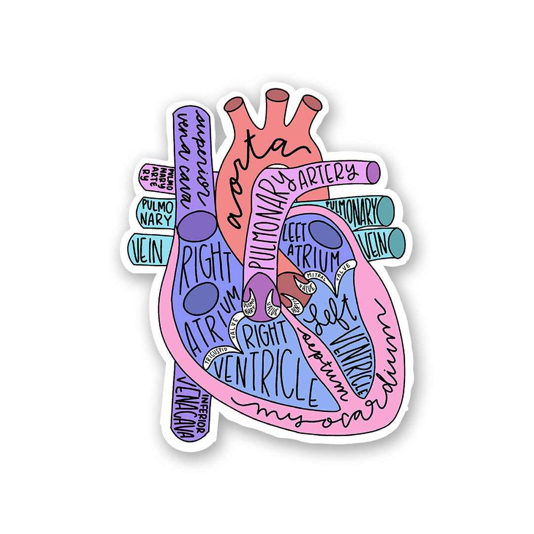 Anatomy Of Heart Sticker | STICK IT UP
